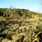 Windswept Grasses at Ogletree Gap Park