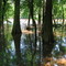 Cypress Trees on Neuse River