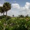 South Texas Botanical Gardens