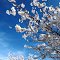 Spring blooms