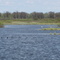 Coots, Goose & Trumpeter Swans......Crex Meadows Wildlife Refuge