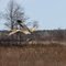 Sandhill Cranes in Flight