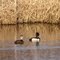 Ring Necked Duck Pair
