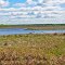 Trumpeter Swans