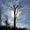 Large sycamore tree (Platanus occidentalis)