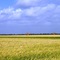 Rice Field, Katy, Texas