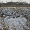 Geese on the Katy Prairie