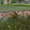 Bullocks Oriole