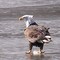 Silverlake Eagle