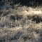 as his subjects twinkle and shine, old man winter marches in.