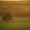 Greener Pastures