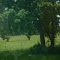 Hwy 290 and 21 Junction - Meadows & Trees