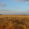 Wheat Field North of Gwinner