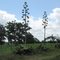 Century Plants blooming