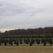 Tree Farm