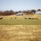 Grazing Cows