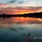 Ducks at Dawn