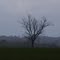 Tree in Late Fall Rain