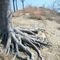 Roots