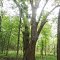 A Very Big Pecan Tree