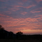 Sunrise Morning Dove Hunt