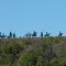 Hominy, OK - Indian sculptures on hilltop northwest of town