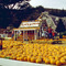 Pumpkin Patch