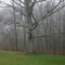 Abney's Oak