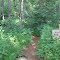 Birkhead Mountain Wilderness, Uwharrie National Forest