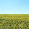 Canola Crop Panorama