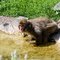 Minnesota Zoo