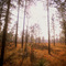 Longleaf Pine Savannah
