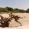 Tangipahoa River Beach