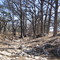 Shepparol Creek