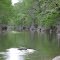 Cypress Trees Banking The Guadalupe River
