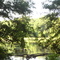 Mississippi River Bottoms Swamp