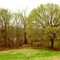 Trees Beside The Levee