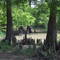 Bayou Plaquemine
