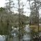 Swamp at Dwight D Eisenhower Park