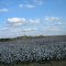 Cotton Fields