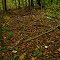 Mushroom Fairy Ring in the Woods, Autumn