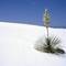 White Sands National Monument