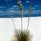 Yucca