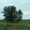 Trees past Shelby