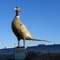 World's Largest Pheasant, Huron, Beadle County, South Dakota