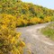 Scotch Broom: Cytisus scoparius - 200806LJW
