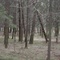 Чкаловский лес