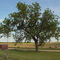 Lance's tree (Kansas)