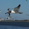Laughing Gull - looking back at Hatteras Village from Ferry