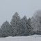 Winter Wonderland